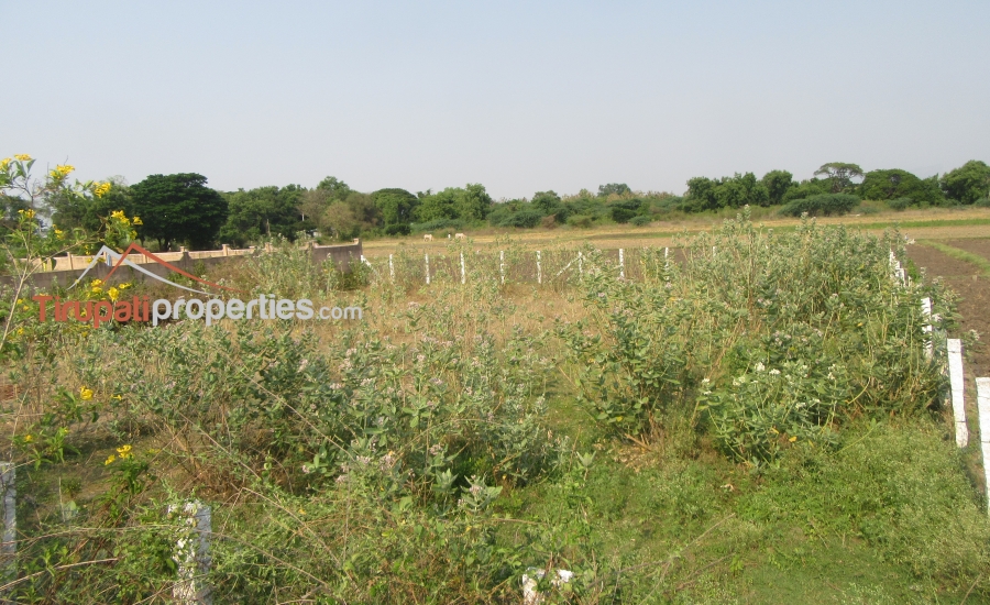 158 Anks West Facing #CommercialLand for Sale Near Nennoor, #Tirupati